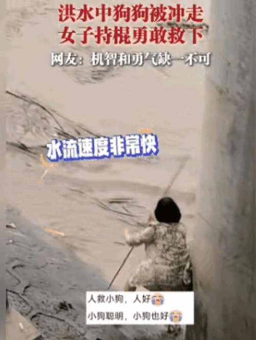狗好，人也好！湖南，一只狗狗被洪水冲入河里，它嘴里叼着空瓶子，不让自己沉下去，主