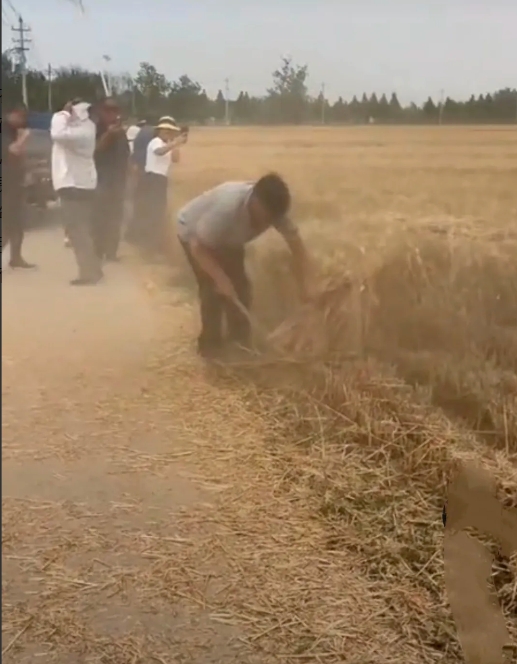 麦收季节，大衣哥朱之文又亲自下田割麦子啦！田野上尘土飞扬，到处是抢收麦子的人，大