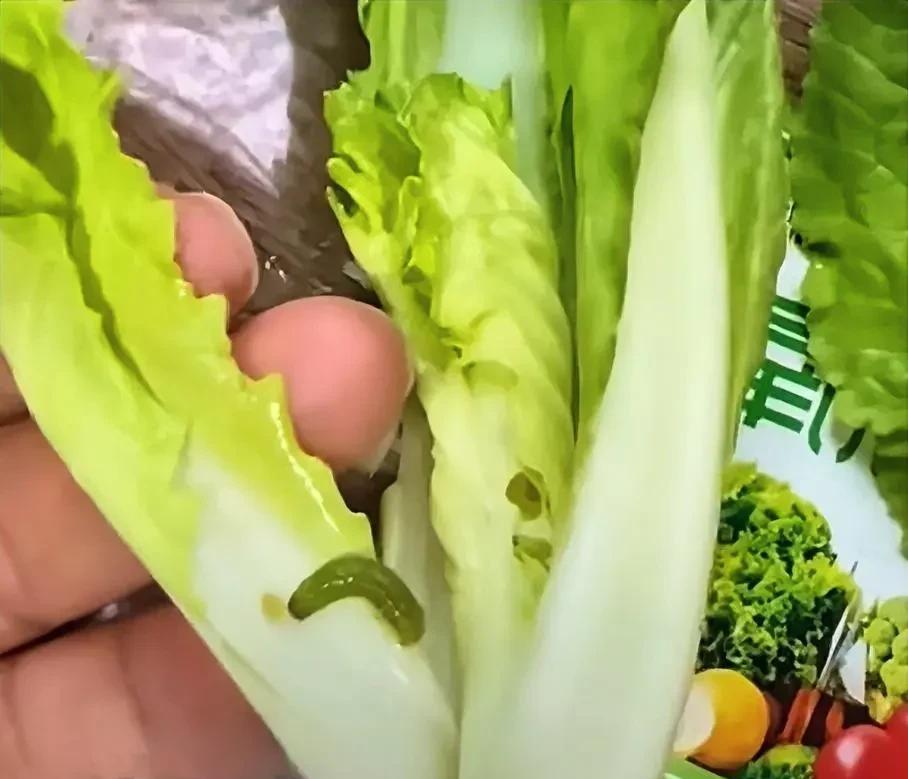 我买菜都是挑这种带虫的买！和你们不一样！
去市场买菜直接问商家有没有“生虫”的菜