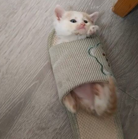 和朋友聊天，猫不叫了，转头一看，真的要被它笑晕了