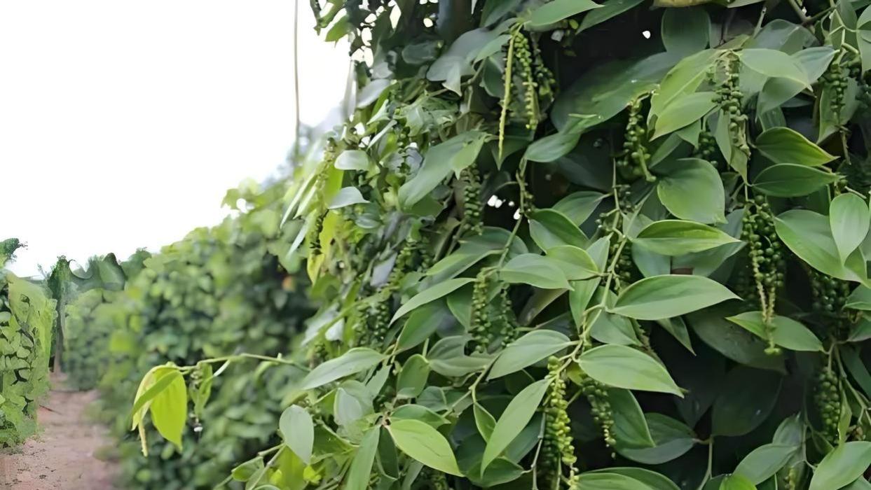 想知道胡椒树的庐山真面目吗？从选址到收获，一篇全方位解读胡椒树的种植奥秘！