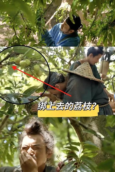 长安的荔枝，就不能用真荔枝树嘛？连荔枝都是绑上去的。