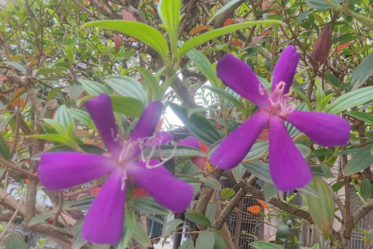 室外37°的高温，“钱大妈”居然停电了。

虽然是大白天，作为商家，只要营业