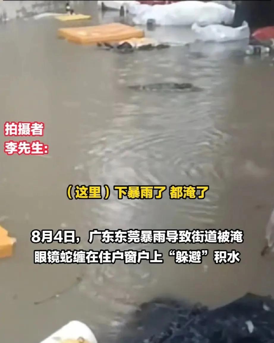8月4日，广东东莞突降暴雨，积水很快将街道淹没。路面上漂满了杂物。李先生的家也进