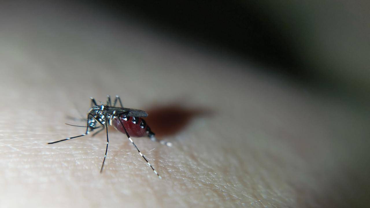 全球唯一没有蚊子的国家，发现了3只蚊子！