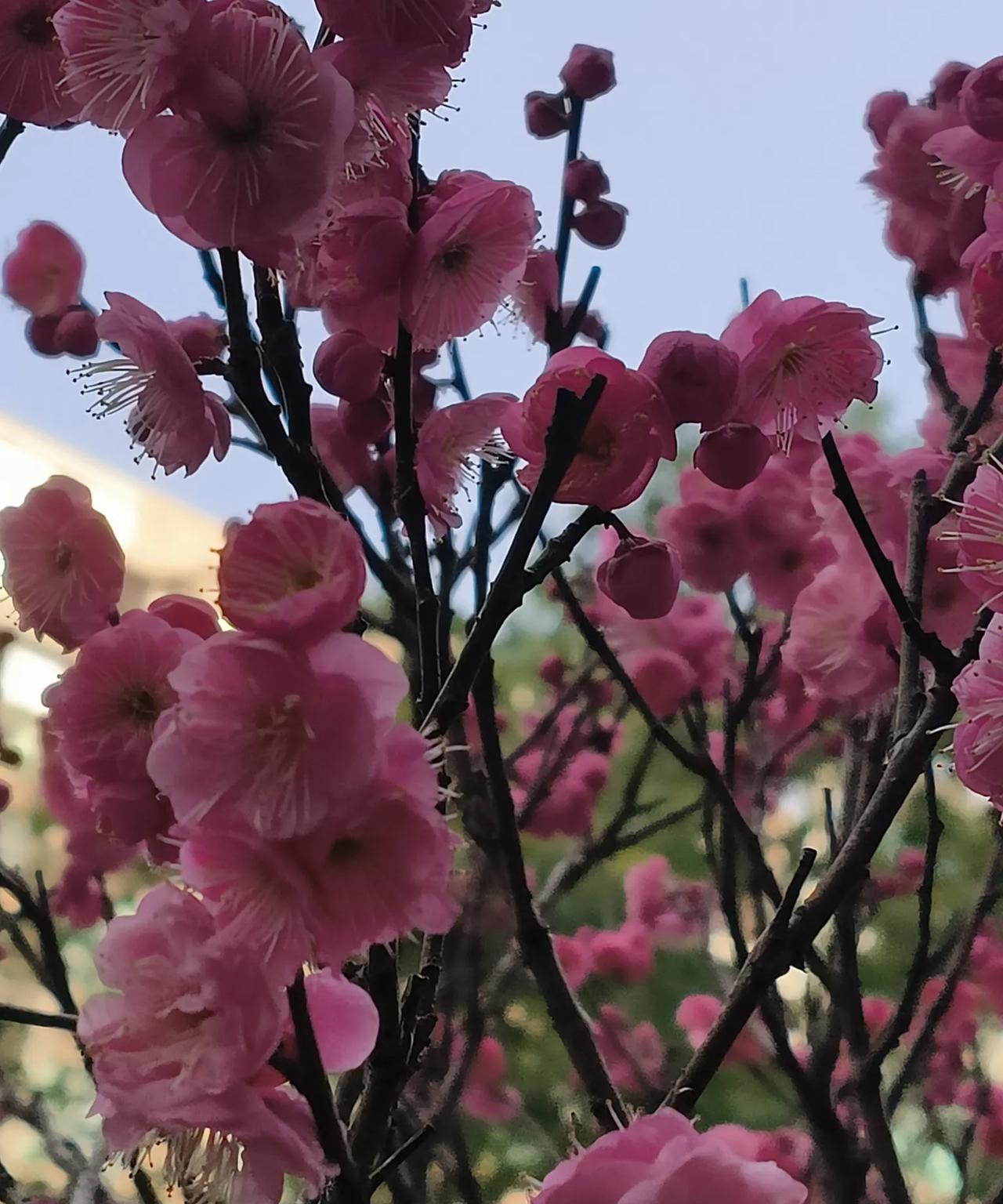#下联：风吹绿叶满园春。诚邀上联#- 日照红梅盈院暖