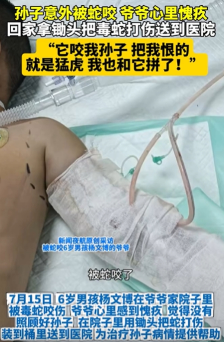 “有仇必报！”黑龙江，孙子意外被毒蛇咬，爷爷感到很愧疚，竟然立马回家，拿锄头把毒