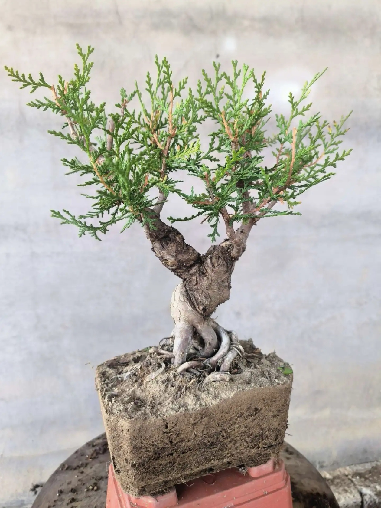 刺柏盆景：常见却超好用！近几年成了盆景圈 “新宠”