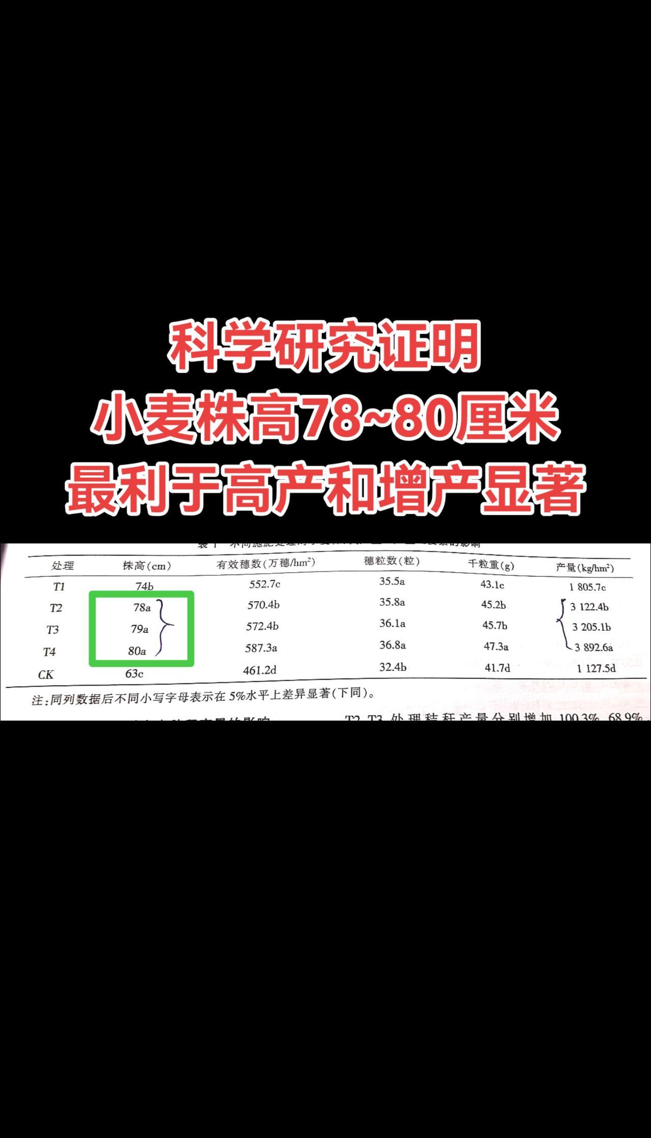 科学研究证明
小麦株高78~80厘米
最利于高产和增产显著