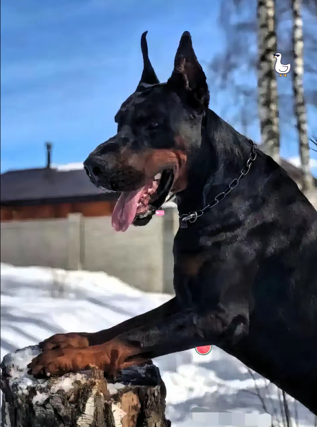 杜宾犬女主人可能已经后悔了
不是因为她被网爆了
也不是因为她的狗丢了，而是
​她