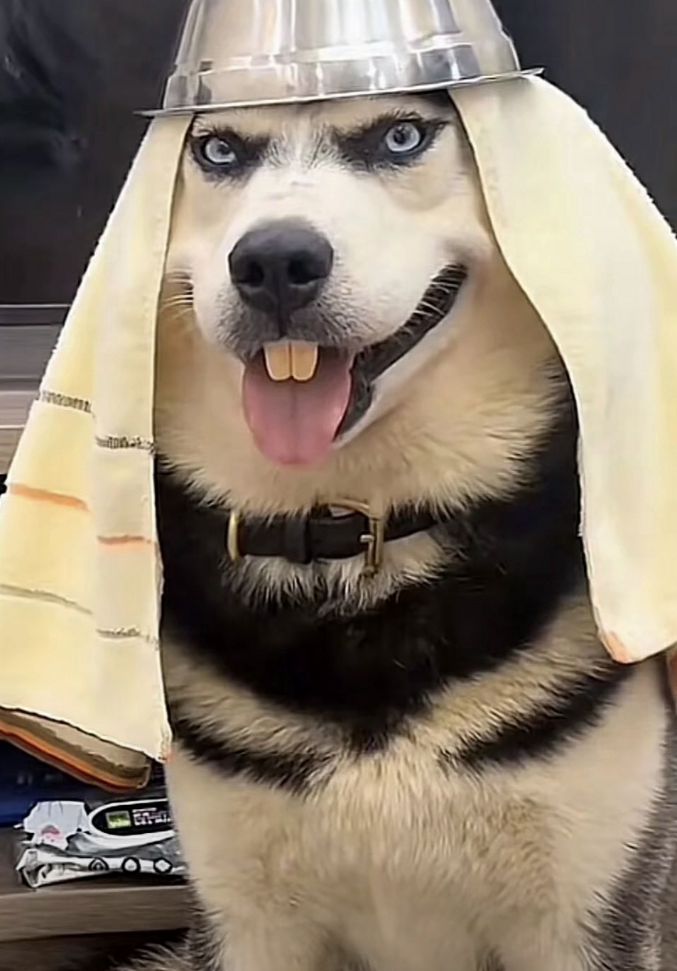 一看眼神就很纯。