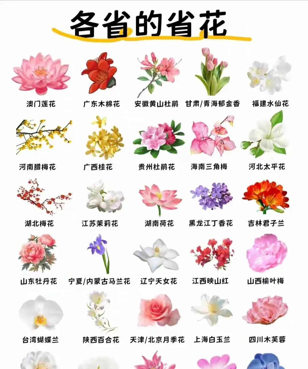 我原来以为广东省的省花是三角梅
没想到是木棉花