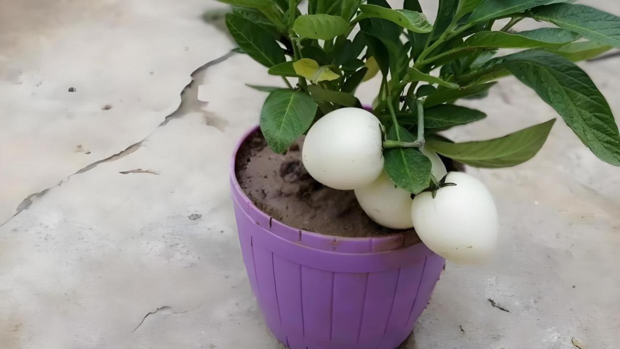 想种出高品质人参果？从品种选择到种植技巧，这篇指南全都有！（附不同品种图解）