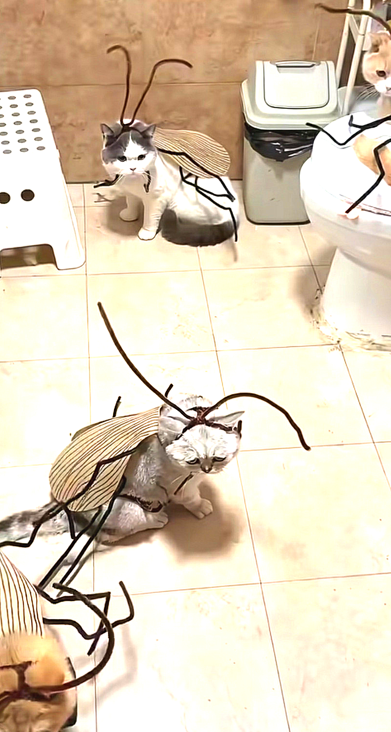 这造型不错——蟑螂猫