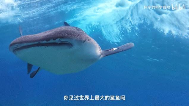 这届年轻人，为什么在B站写起“百字长评”？