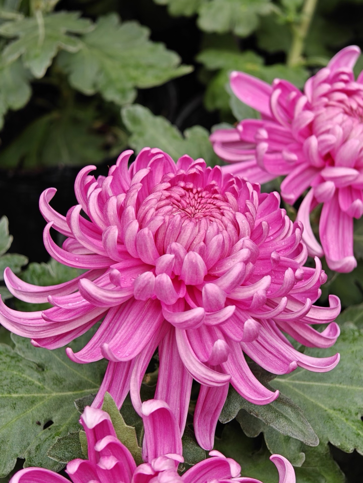 养菊遇病虫害别慌！先搞定蚜虫，其他问题也有招