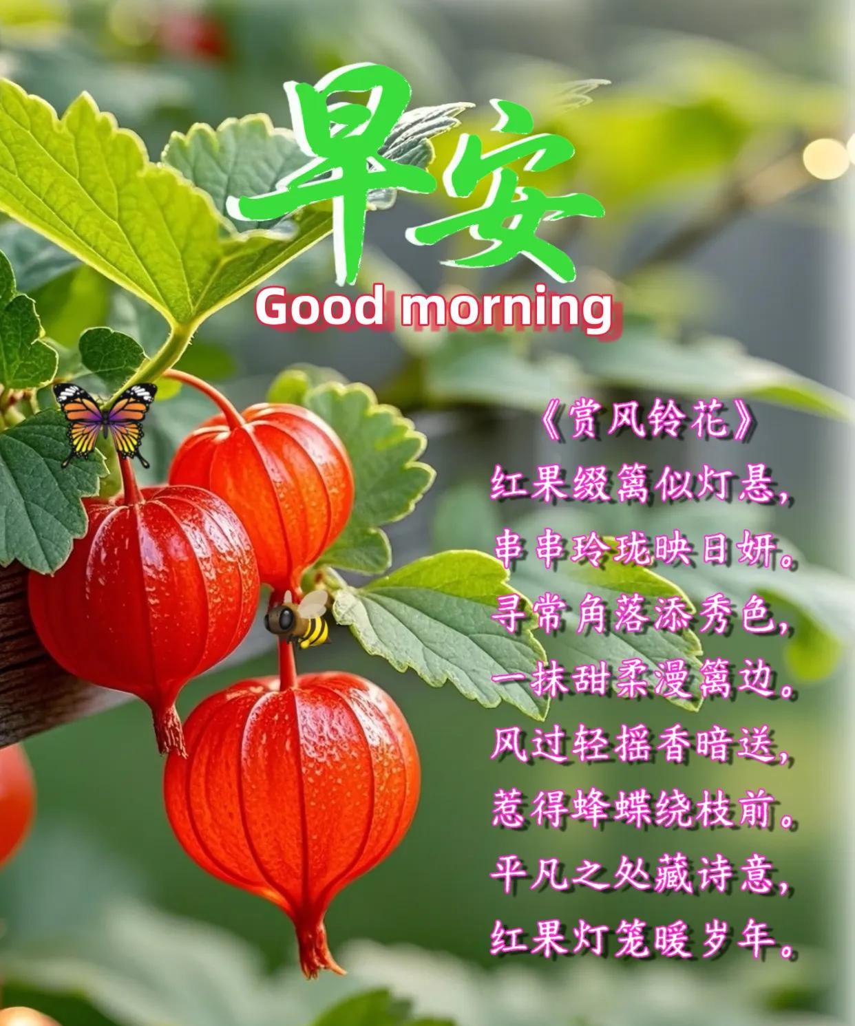 朋友：早安！
《赏风铃花》
红果缀篱似灯悬，串串玲珑映日妍。
寻常角落添秀色，一