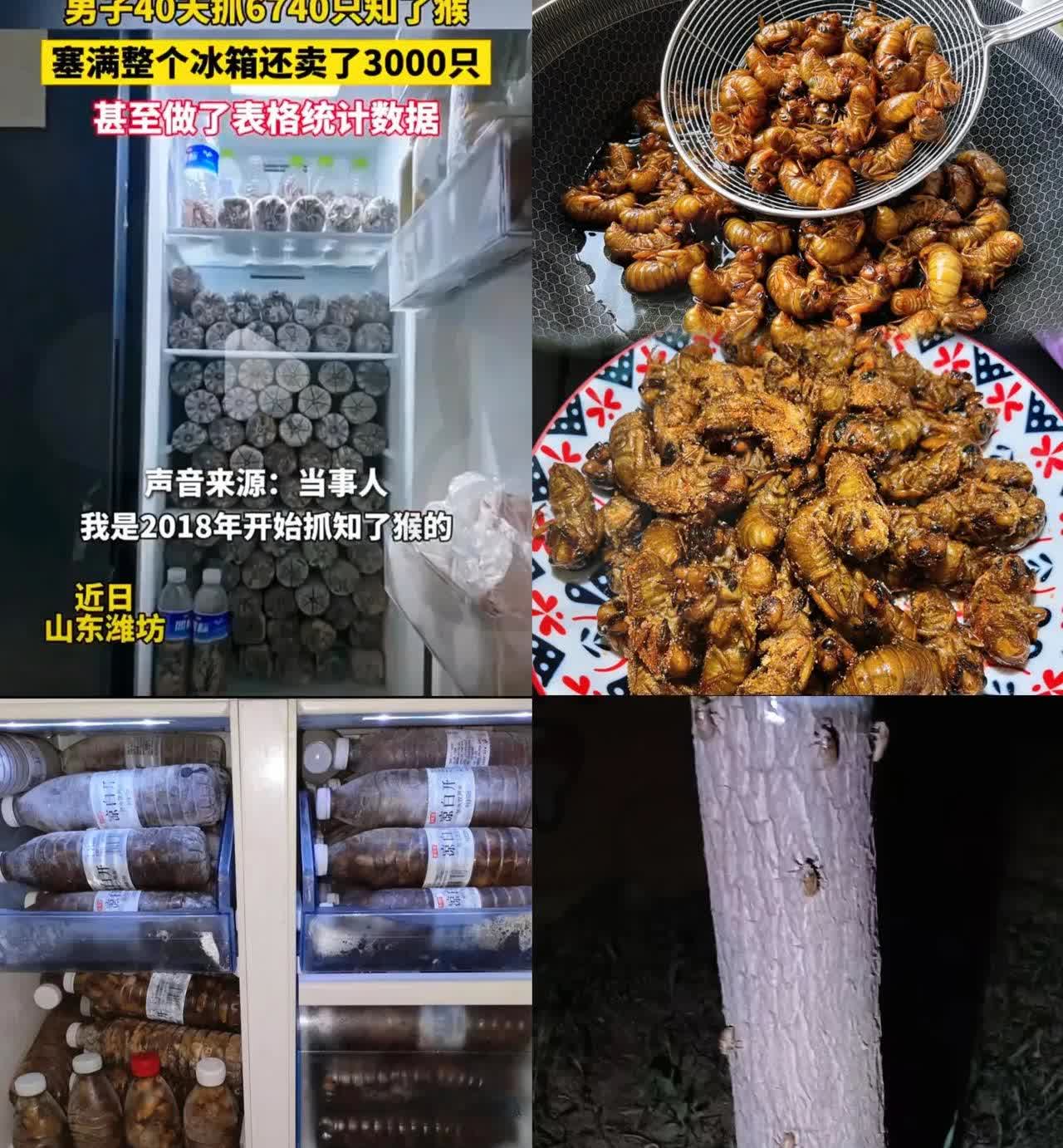 山东又出了一个狠人！

山东潍坊一男子堪称“知了猴猎手”！40天狂抓6740