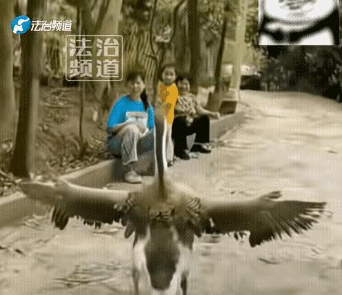 在动物的世界里你对它好它就对你好，比人强多了。