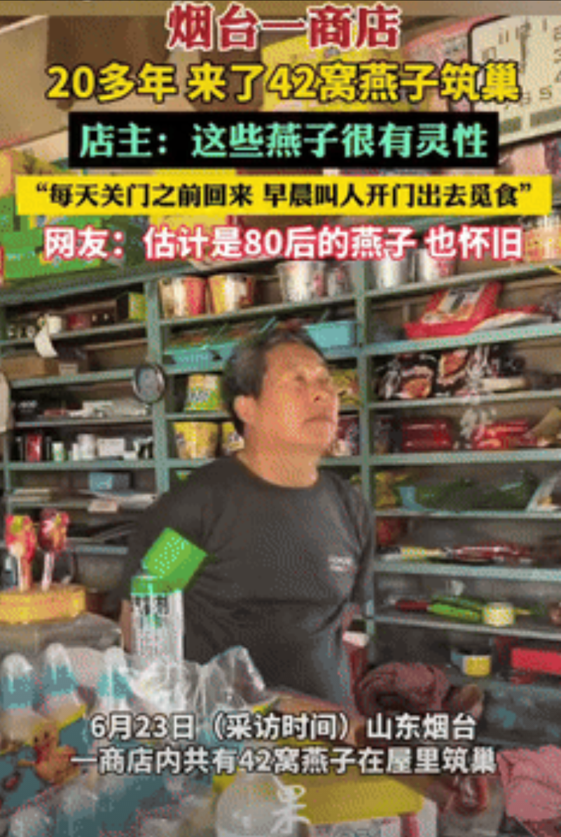 “万物皆有灵！”山东烟台，一商铺内共有42窝燕子在屋里筑巢，它们每天都会在店铺关
