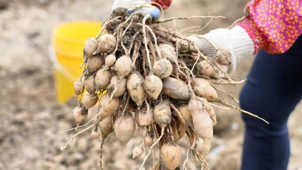 寒冬掘“金”忙！石潭这味“金”药材你见过吗？