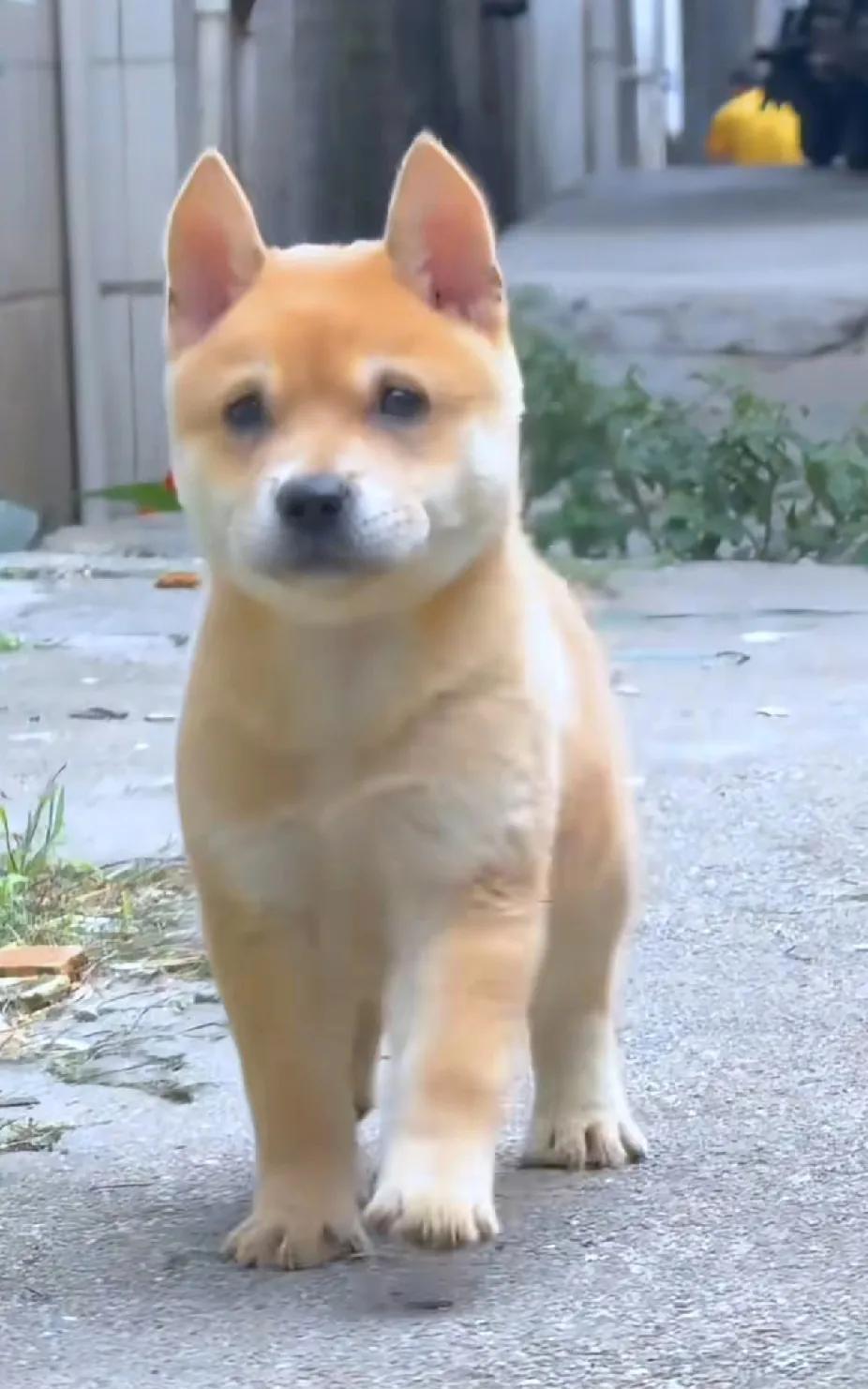 下班路上捡到的小可爱