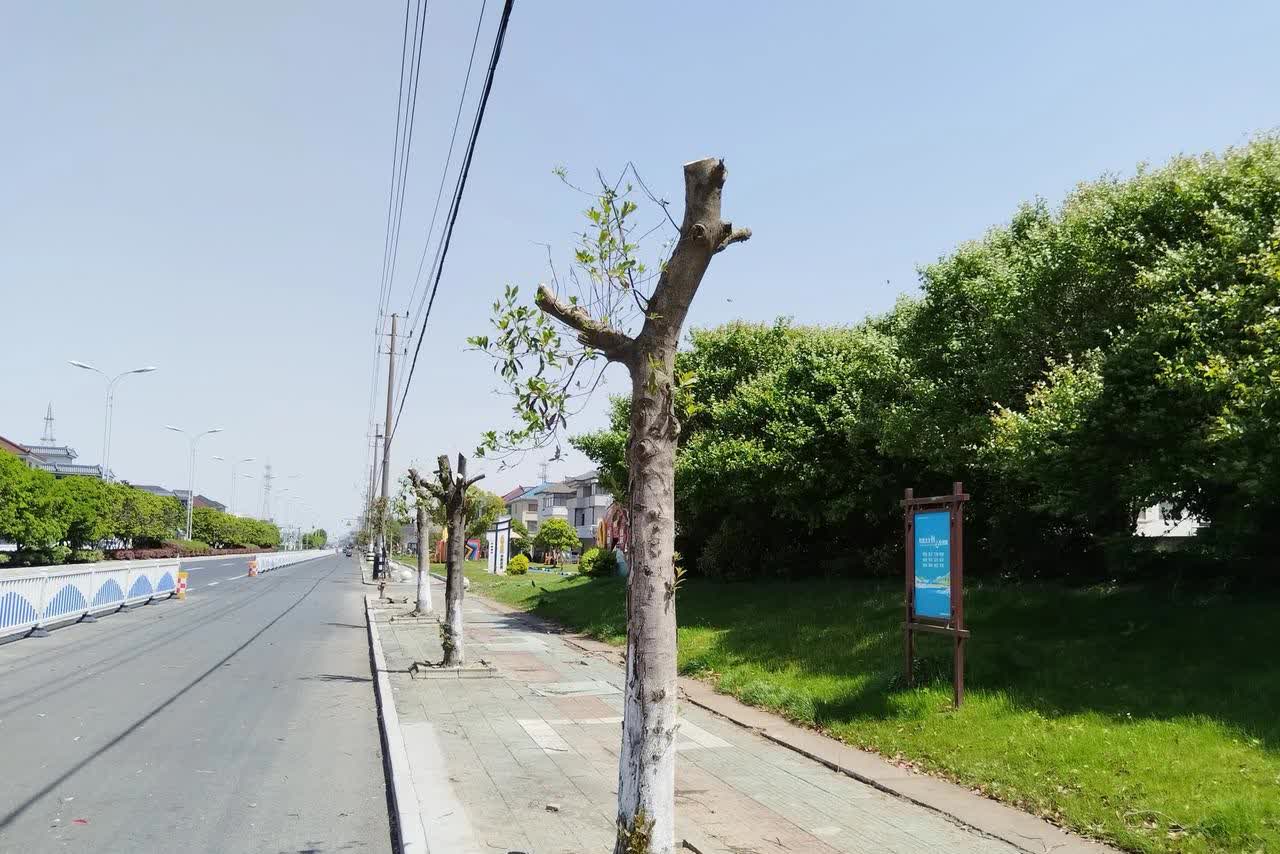 浙江的这波操作真的太秀了必须给满分！
这几天全国大风好多地方的大树屋顶都被风吹