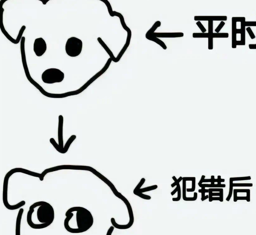 狗狗犯错后的表情，真的很准啊