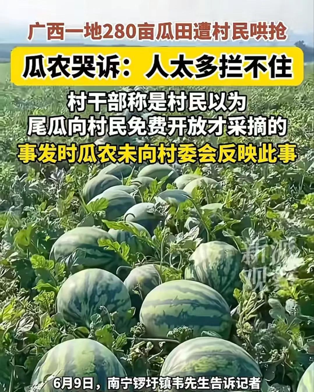 “广西南宁这次太丢人了！”南宁，一瓜园遭村民冲入哄抢西瓜，水管被压断，梯子被压断