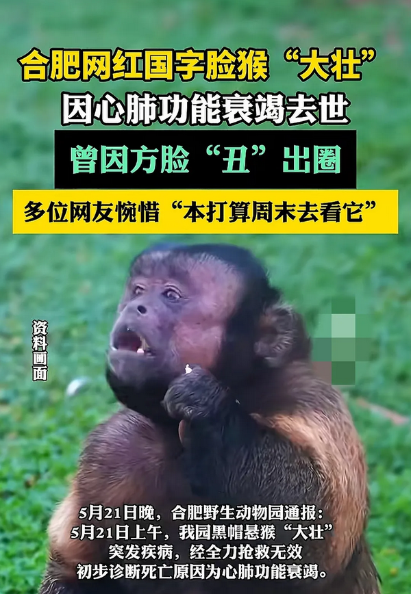 刚当爹就去世！国字脸猴子大壮走了