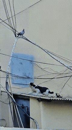 猫的矫健由此可见一斑，鸽子错误的判定了安全高度，代价惨重。