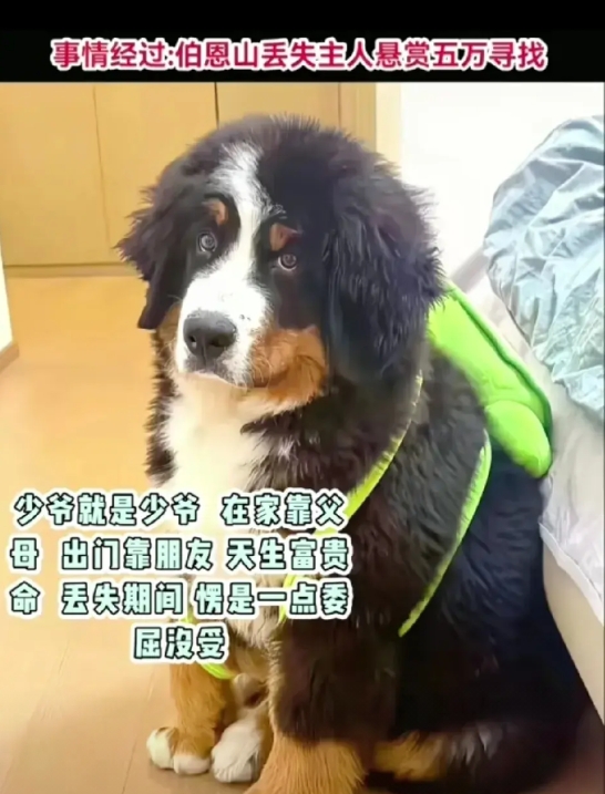 让你们看看什么才是真正的少爷，5个月的博恩山丢了，主人悬赏5万寻找，结果它在外是
