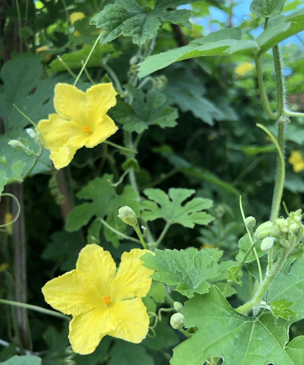 我们家小菜园每年都要种几株苦瓜，精心打理后的苦瓜，总能给人带来意外惊喜！
今年三