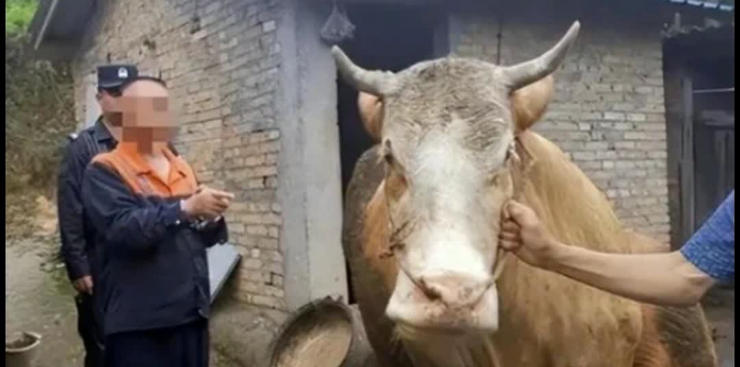 离谱！湖南老刘住院，家里牛把偷牛贼踢死了，贼家属竟索赔34万，还理直气壮喊：“你