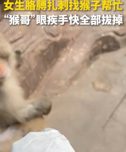 猴子火上人民日报了！近日，一女子去河南五龙口景区游玩时，胳膊不小心被扎了刺，恰好