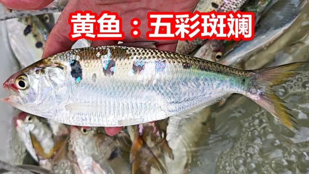 2026元旦，本地海鲜多又靓，广州莲花山码头