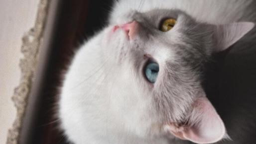 2025猫罐头排名前十品牌哪个好？ 最建议买猫罐头牌子清单！