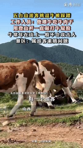 太解气了，近期一游客在五台山被一群牛踩踏，“胖揍”一顿，谁知竟无一人同情他的遭遇