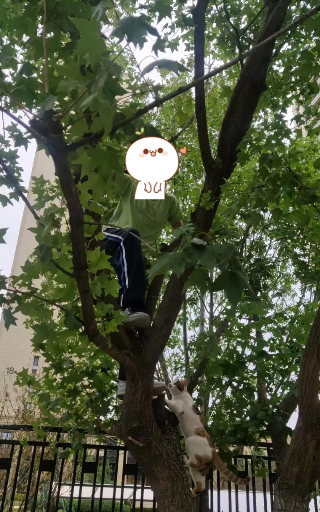 养猫还有一个好处，就是孩子跟着猫咪学会了爬树。[偷笑]
现在的孩子在城里，根本就