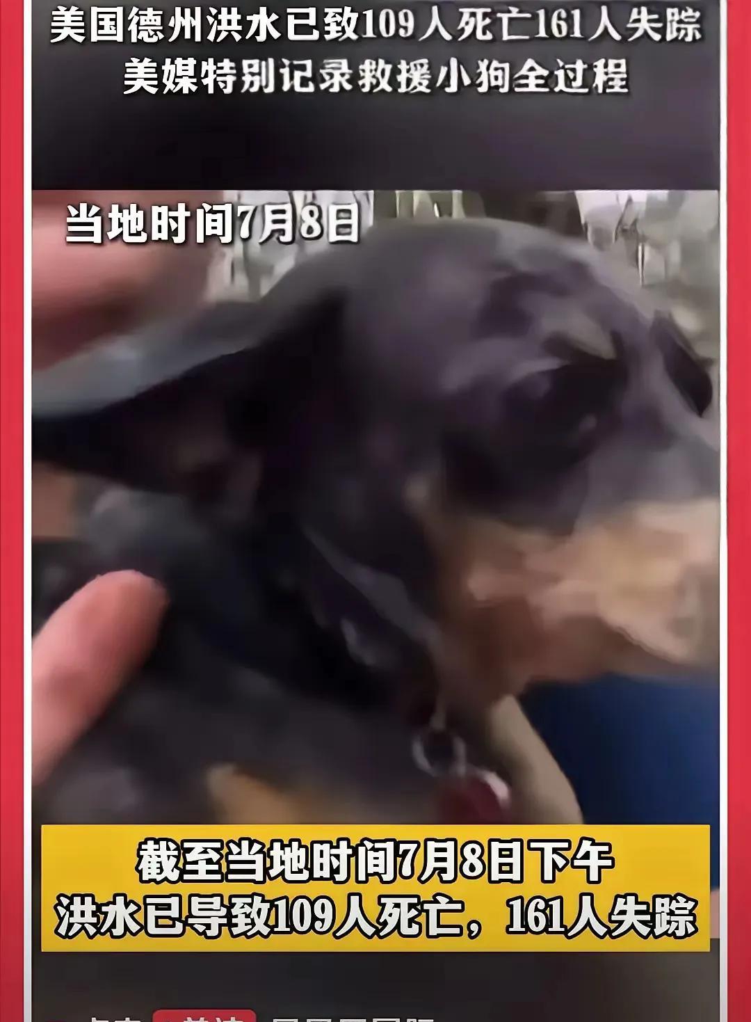 宁可救狗救猫，也坚决不救人，这宣传视角，再也糊弄不了世界人民了。
这种思维模式，
