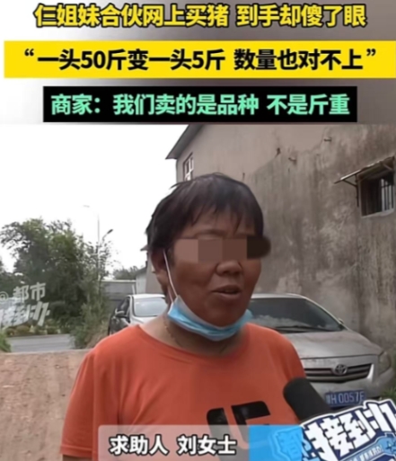 河南郑州，仨姐妹想通过养猪补贴家用，在网上看到商家承诺500块一头、50 - 5