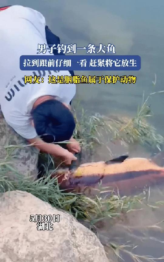 “积大德了！”湖北，男子钓到一条大鱼，拉到跟前一看，鱼挺着大肚子游不动了，好像是