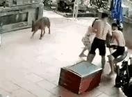 【冷血动物不如热血】养了多年的蟒蛇突然对主人发起攻击，旁边的狗子都急得直打转。
