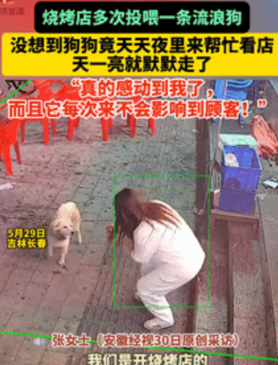 太通人性了！长春，烧烤店老板娘多次投喂流浪狗，没想到，流浪狗竟然每天趁她收摊后，