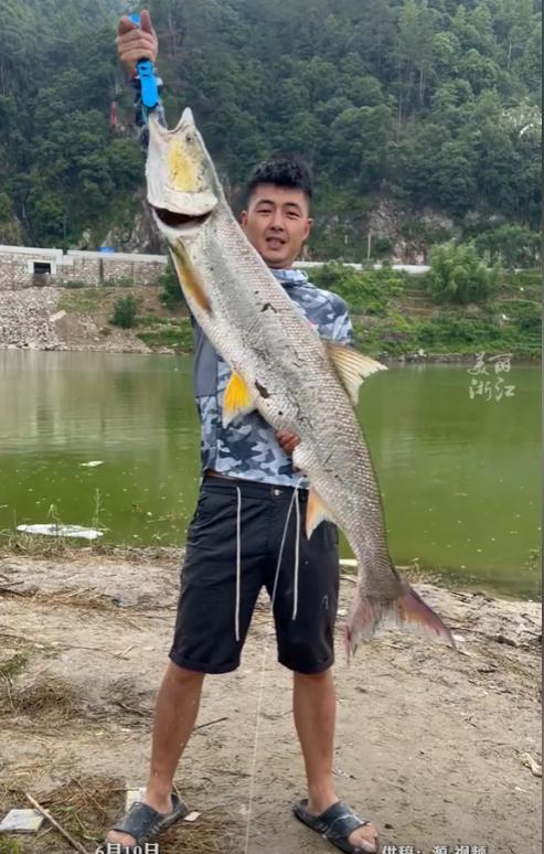 浙江丽水一名男子在桥下钓鱼时，钓到了一条足足40多斤重、1米7长的鳡鱼，谁知鱼线