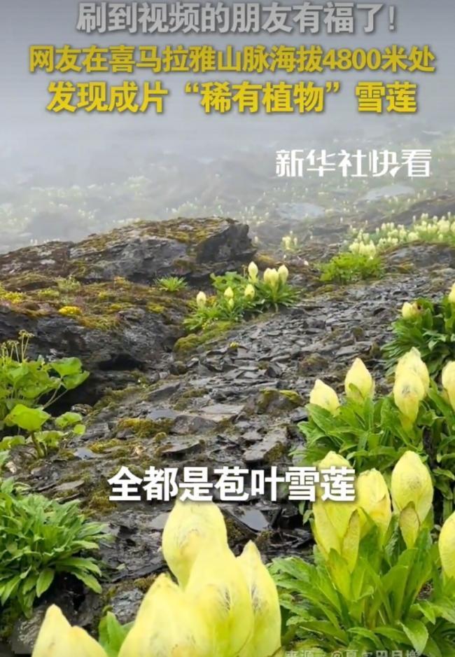 这下好了，不止西藏人知道，全国人民都知道了！
男子在攀登喜马拉雅山时，在4800