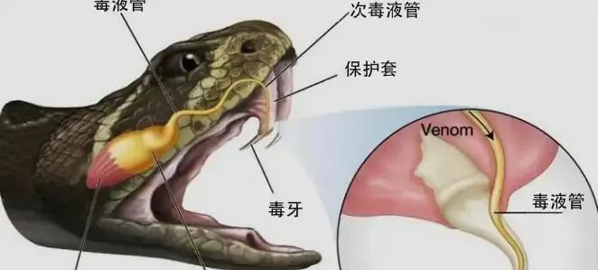 八岁男孩反咬毒蛇，蛇死了人没事











天呐！八岁小男孩竟然把眼镜