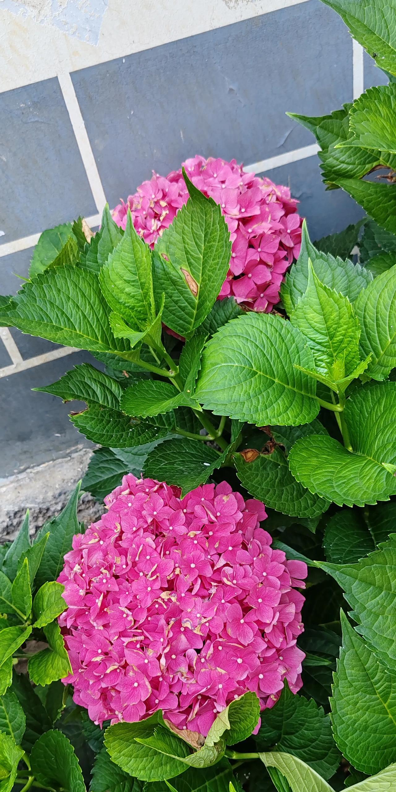 #晒晒你随拍的花#随拍公园一角的绣球花……