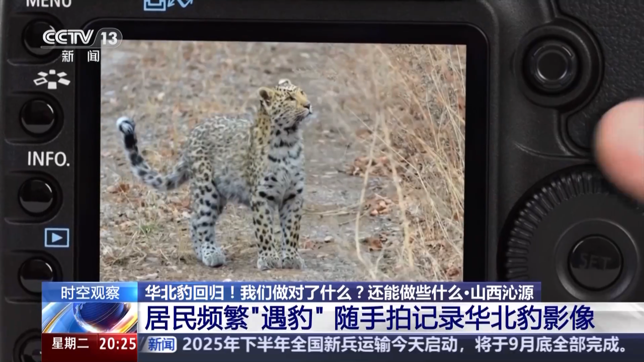 这个地区，全县范围发现华北豹，有人放羊：豹在树上，羊尸在下边 羊越放越少，已经少30多只背后，华北豹