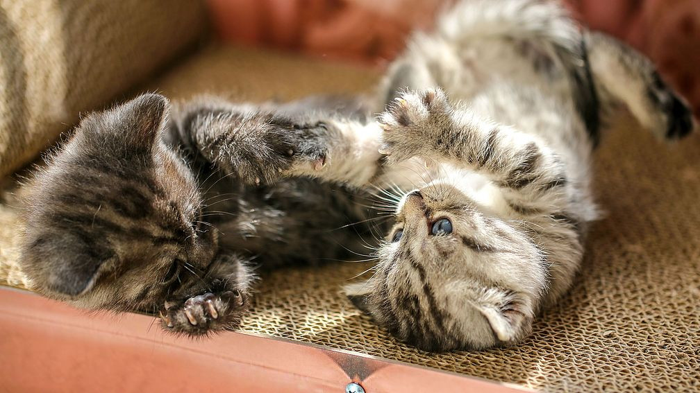 养猫后才懂什么是“生理性喜欢”，你喜欢养猫吗？